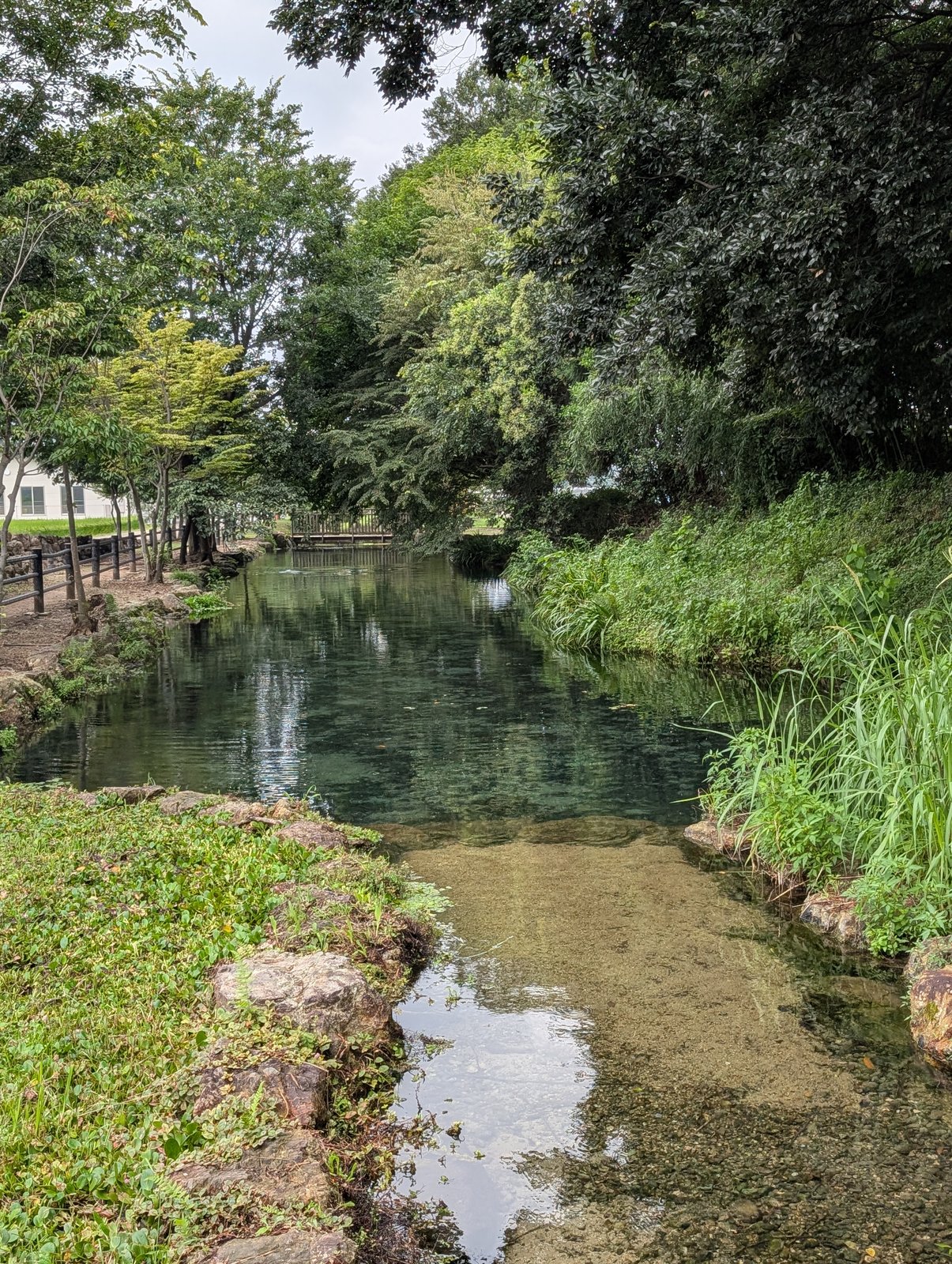 浅瀬から淵へ。奥に木橋が架かる（2026年9月撮影）
