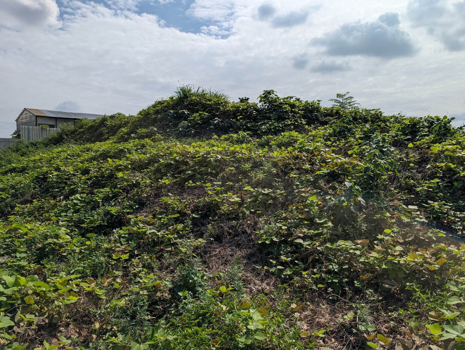 蔓草に覆われたふな塚古墳の墳丘（2026年9月撮影）