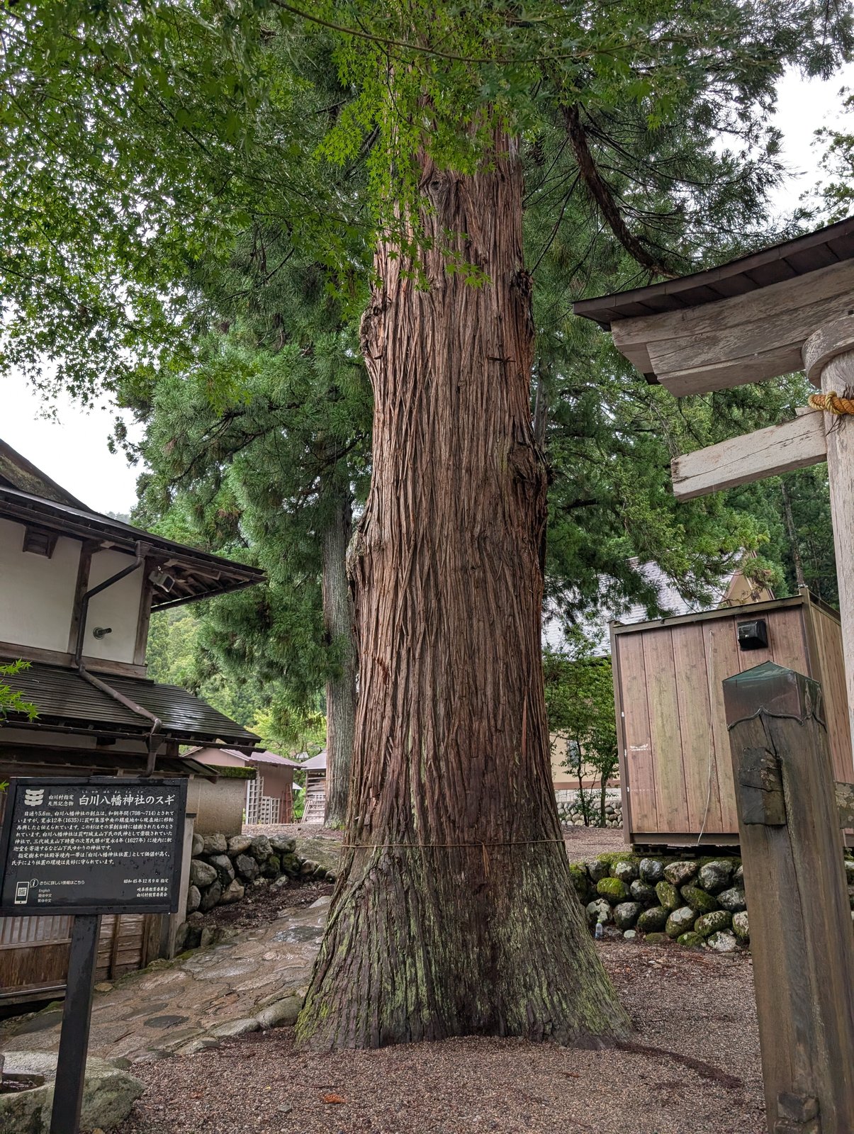 境内のスギ。村指定天然記念物で、説明板に目通り5.6メートルとある（2026-08-27 撮影）