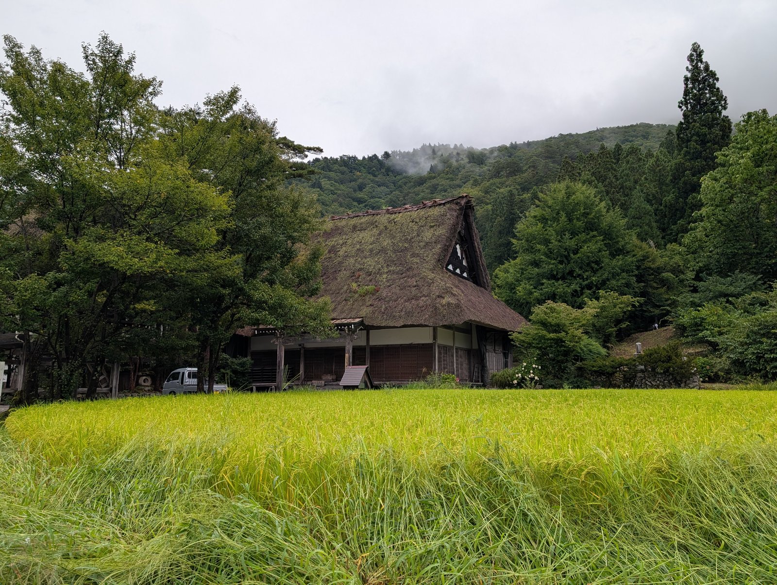 合掌造りと、穂の出た水田。荻町の集落は生活の場でもある（2026-08-27 撮影）