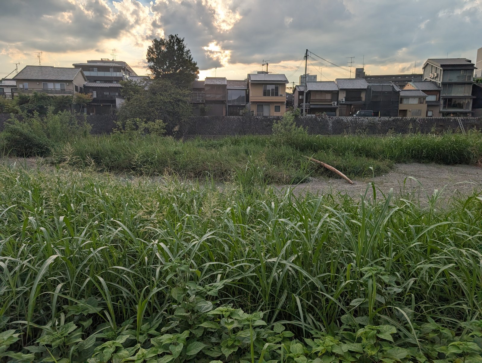 背丈ほどの草が茂る。処刑と晒しの場だったと伝わるのは、この一帯