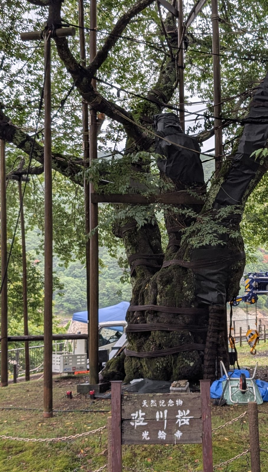 荘川桜(光輪寺)。幹と枝に養生と支柱がかかっていた。手前の標柱に「天然記念物 荘川桜 光輪寺」とある(2026年8月27日)