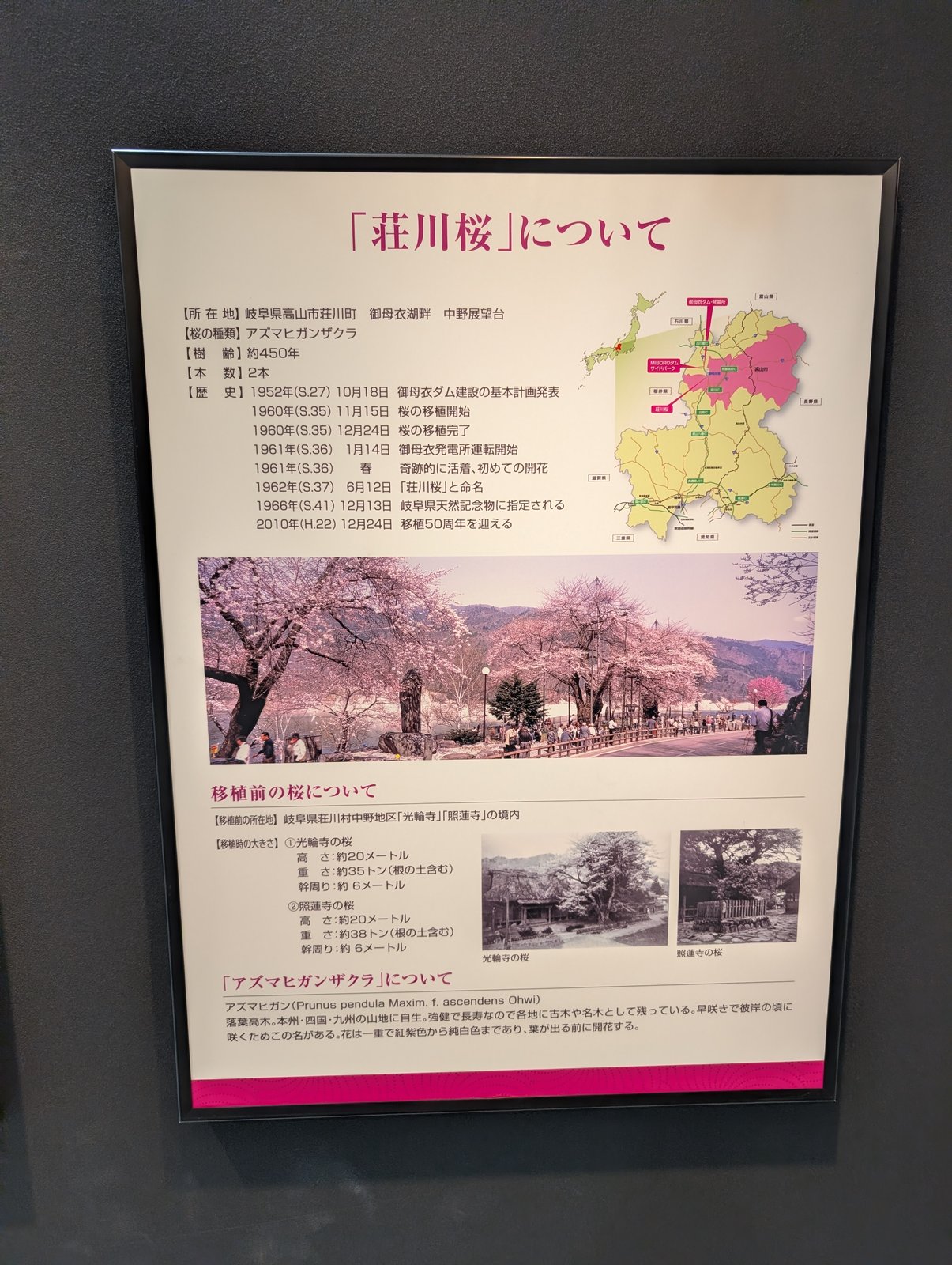 同じ展示施設の説明パネル「『荘川桜』について」