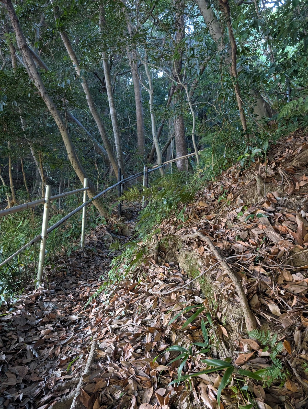 落ち葉に覆われた斜面の道。脇にロープが張られている