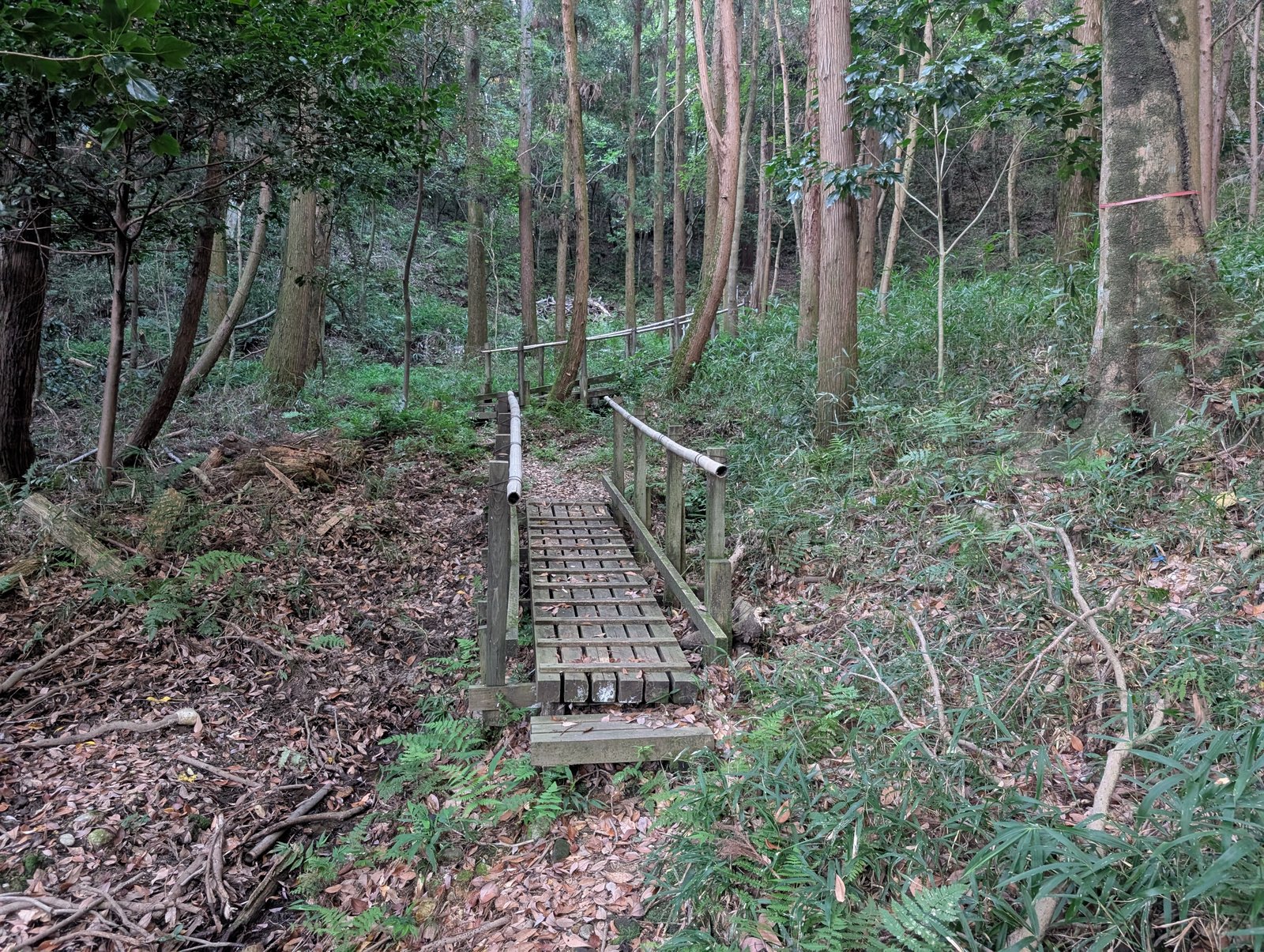 木橋。まわりは雑木林